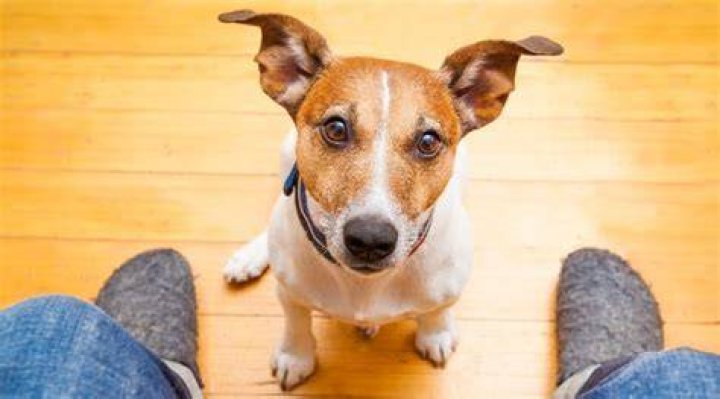 5 Unforgettable Staring Dogs That Will Melt Your Heart