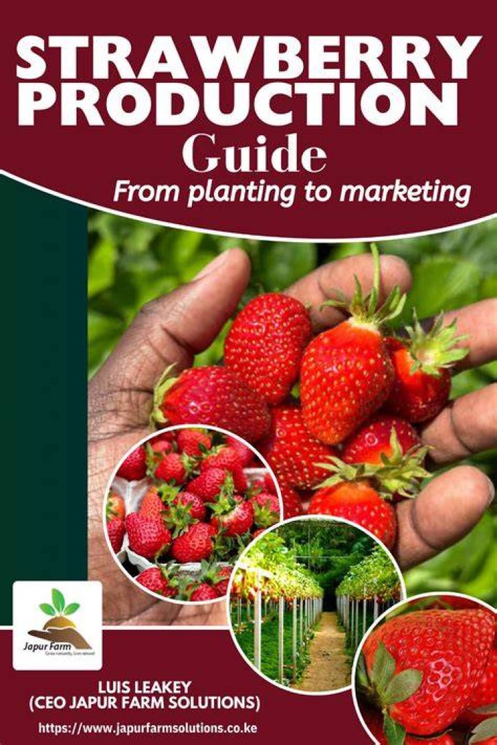 A Guide to Sustainable Strawberry Production: Ensuring Future Abundance