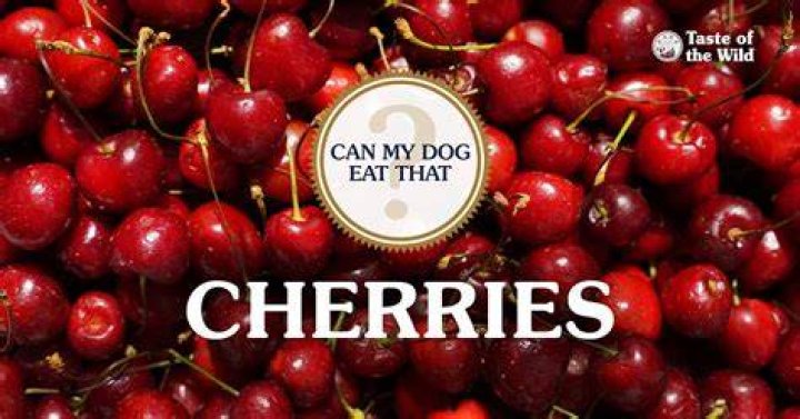 Can My Dog Eat Cherries? Answered & More