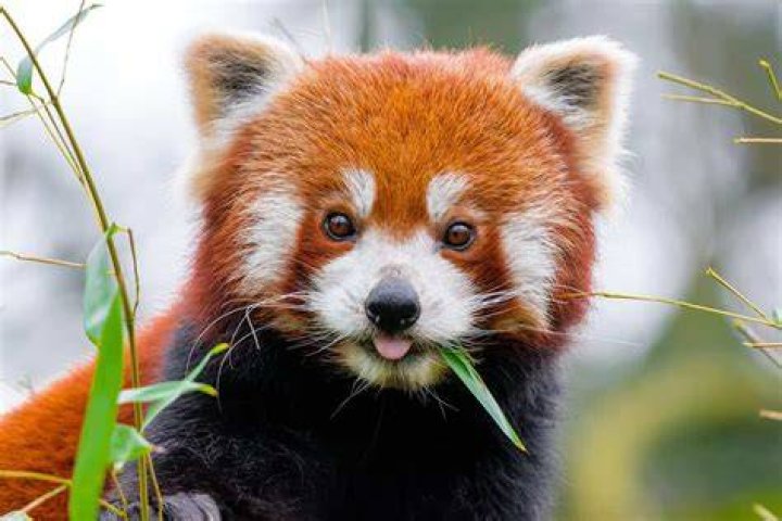 Cute Endangered Species: A Closer Look at Nature's Adorable Treasures