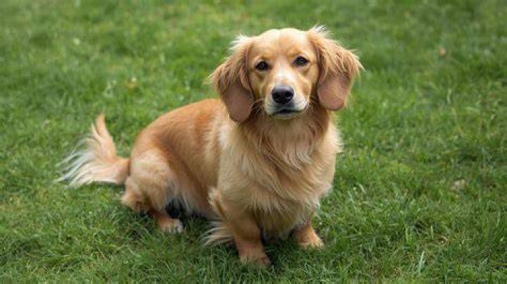 Dachshund Mix with Golden Retriever: The Ultimate Guide to This Adorable Hybrid