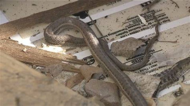 Dealing with an Infested House with Snakes: A Comprehensive Guide