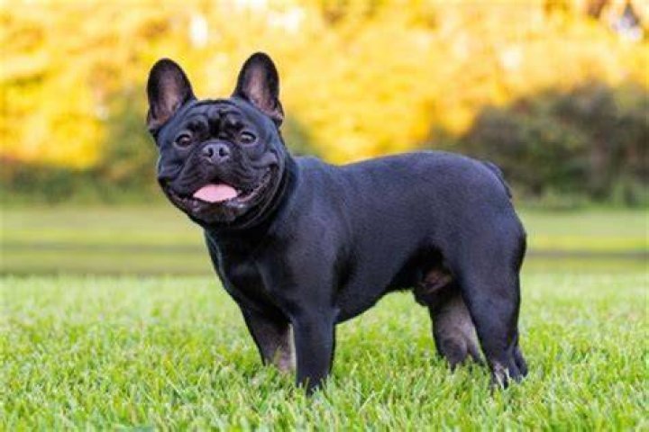 Discover the Allure of Black French Bulldogs: A Comprehensive Guide