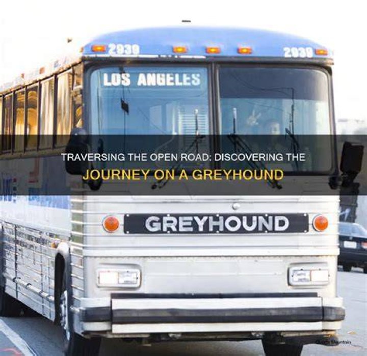 Discovering the Megnut Bus: A Journey Like No Other
