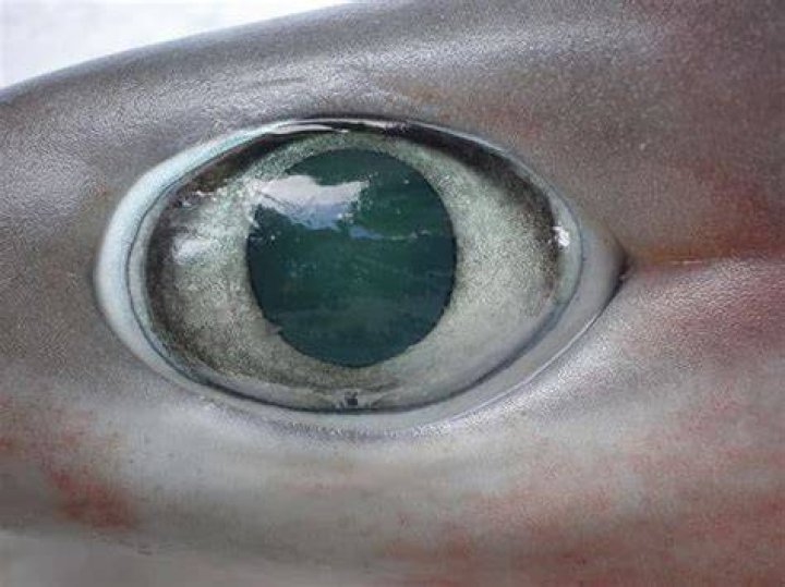 Do Sharks Have Good Eyesight: Unveiling the Truth About Shark Vision