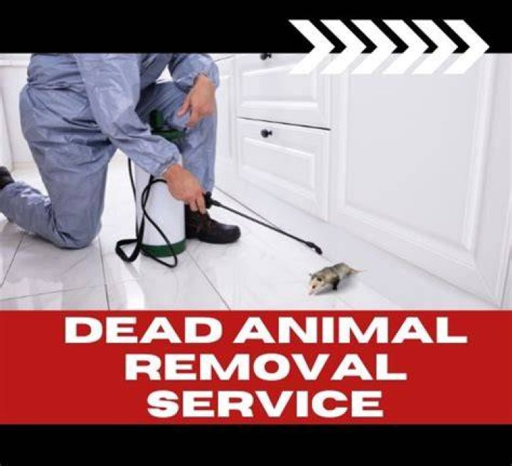 Efficient Solutions for Dead Animal Removal in Ashmore