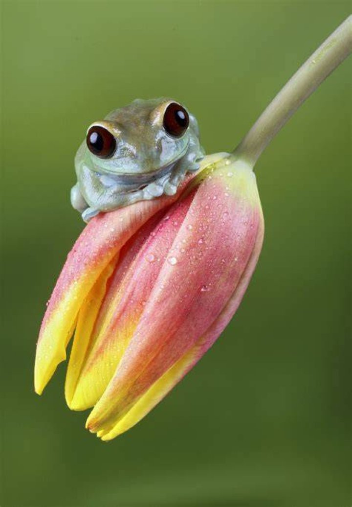 Exploring the World of Cute Frogs: Nature's Adorable Amphibians