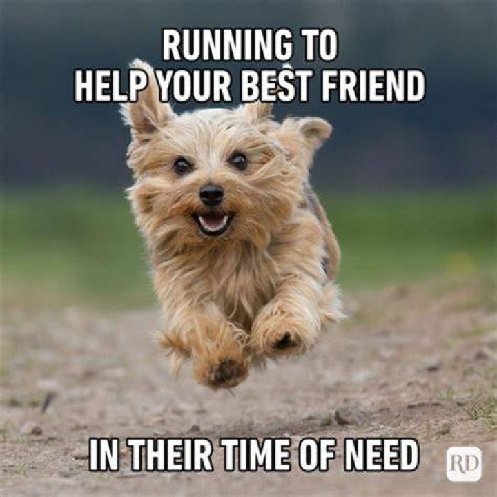 Funny Memes to Make Your Friends Laugh: A Comprehensive Guide