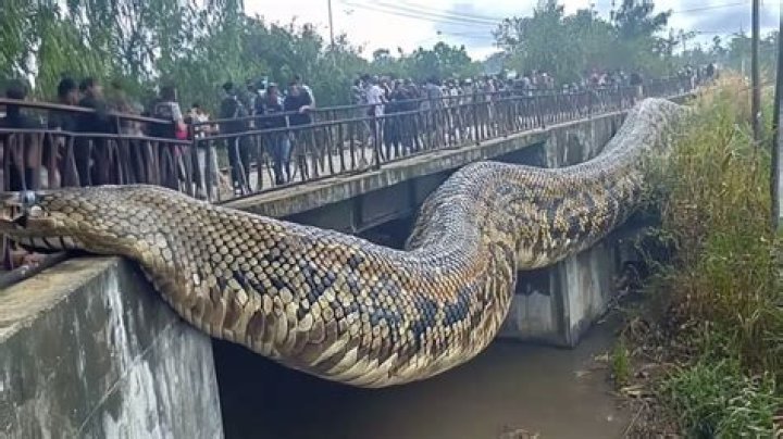 Massive Snake in the Congo: Unveiling the Mysteries of the World's Largest Serpent