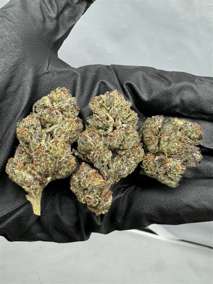 No Diddy Strain: The Unconventional Cannabis Experience