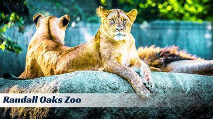 Randall Oaks Zoo: A Thrilling Journey Into Nature and Wildlife