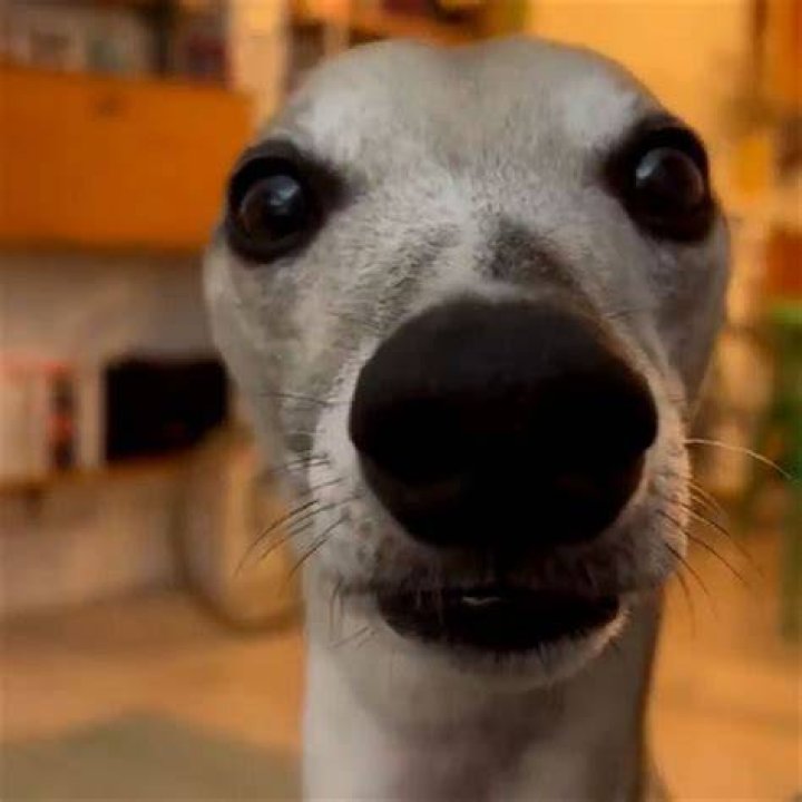 The Curious Case of the Dog Staring: Uncovering the Reasons Behind This Fascinating Behavior