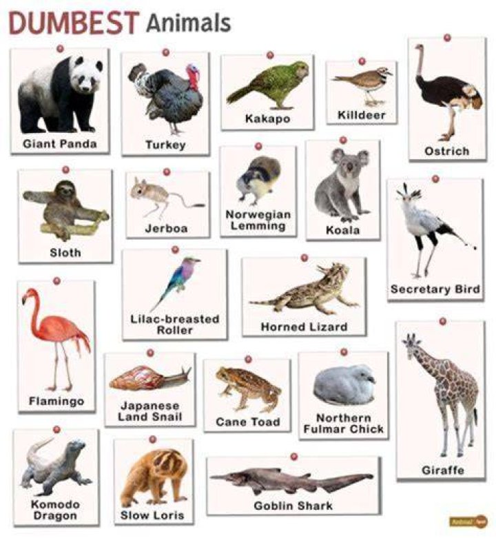 The Dumbest Animal You'll Ever Meet: Uncovering Nature's Least Intelligent Creatures