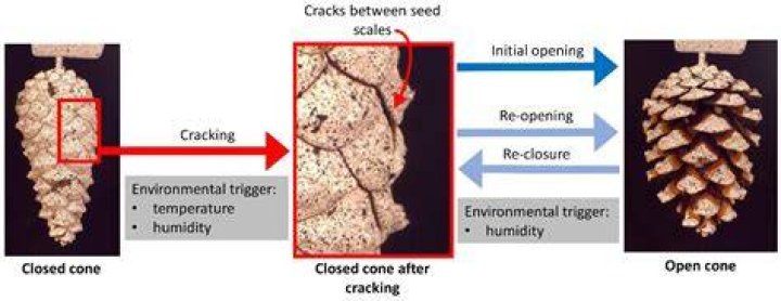 The Fascinating Process of Pine Cone Opening and Closing