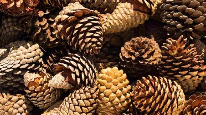 The Fascinating World of Pine Cones: Why They Open and Close