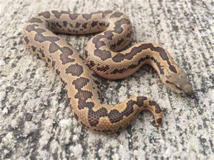 Uncover the Secrets of the Enigmatic Brown Sand Boa: A Comprehensive Guide