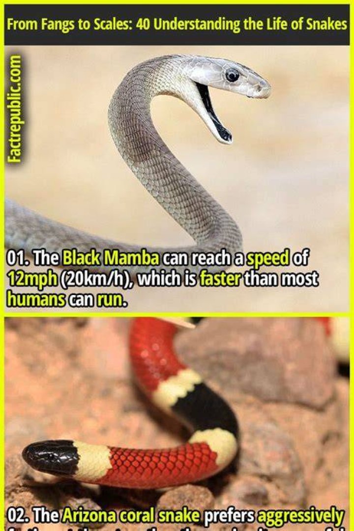 Understanding the Fascinating World of Snake Biology