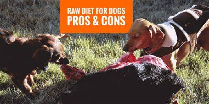 Understanding the Raw Dog Meaning: A Deep Dive into Its Implications