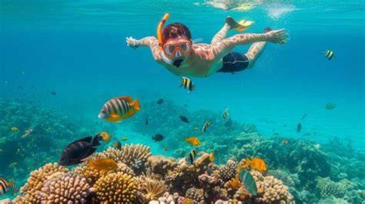 Unveiling the Top Snorkeling Havens in Florida: A Guide to Coral Reefs and Underwater Wonders
