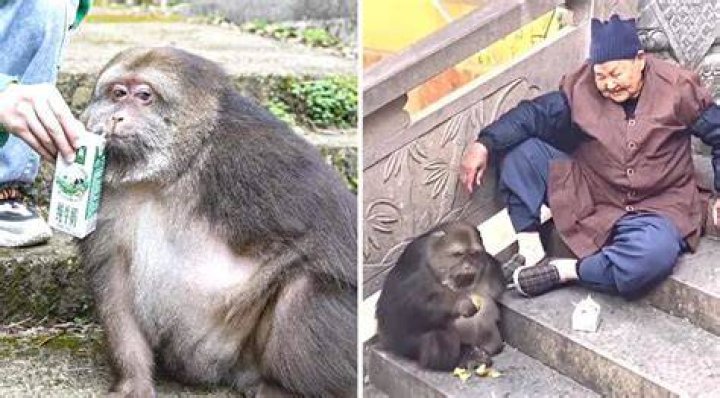 Xing Xing: The Heartbreaking Story of the Monkey Grandma Who Passed Away